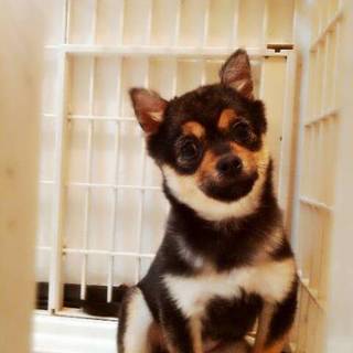 可愛がってください！