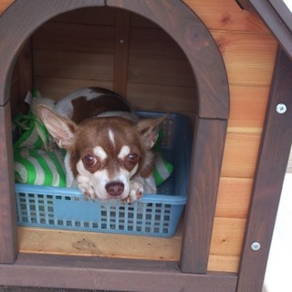 里親決定しました！ありがとうございました！