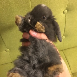 2/25産まれ ホーランドロップベビー(ブルー)①