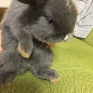 2/25産まれ ホーランドロップベビー(ブルー)②