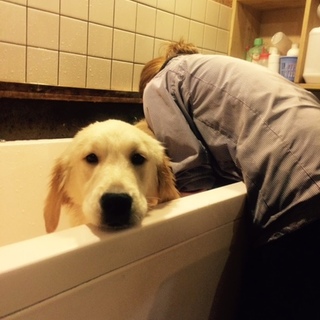 応募多数の為募集ストップです