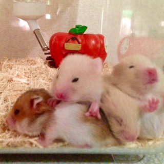 3月18日生まれ☆ゴールデンハムスター9匹