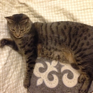 小笠原母島出身の元気な男の子です