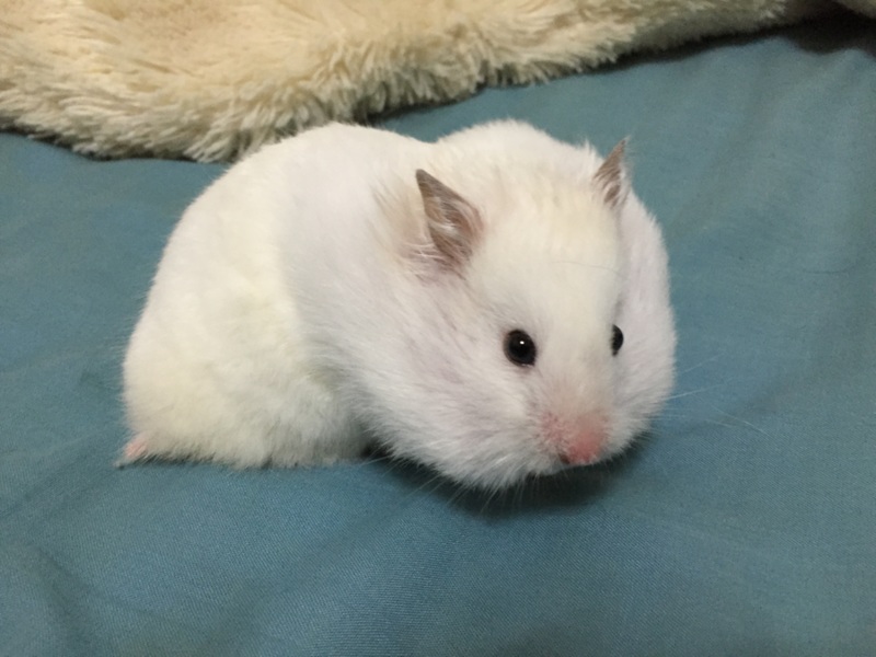 3/18生まれG.ハムスター  サムネイル4