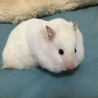 3/18生まれG.ハムスター  サムネイル4