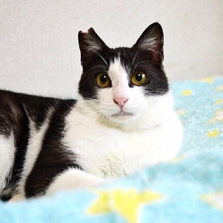 ハチワレ美男えんどうくん