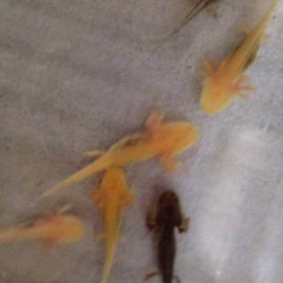 ウーパールーパー