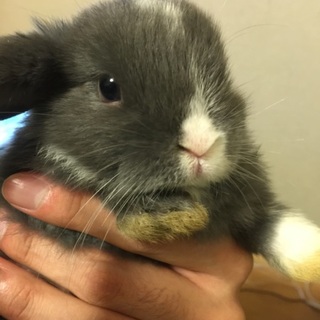 2/25産まれ ホーランドロップベビー(ブルー)④