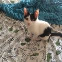 ワクチン済み♪５ヶ月の子猫。家族募集♪