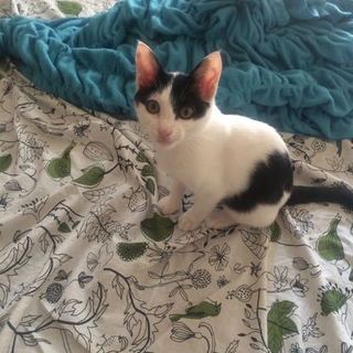 ワクチン済み♪５ヶ月の子猫。家族募集♪