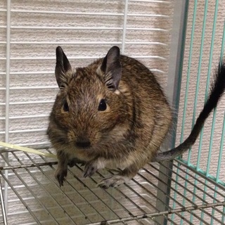 生後９ヶ月の女の子です。