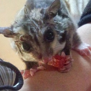 フクロモモンガ雄一歳