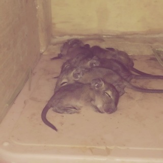 デグーマウスの赤ちゃんが産まれました‼︎