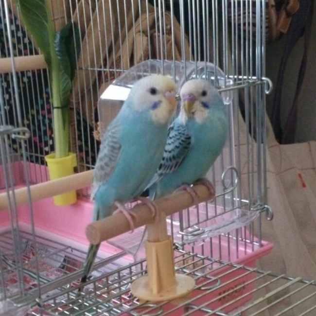 蒼たんのカバー写真