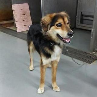 マッビーくん、なつっこい可愛い男の子です！