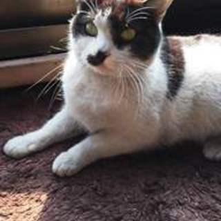 リュウくん　白黒の男の子　１歳８か月