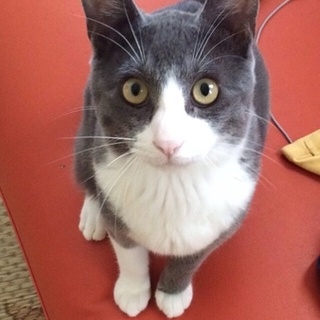 人懐っこい❤️綺麗な猫です(^^)