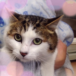 大柄　大人しい茶キジ白　1歳　ナルトくん