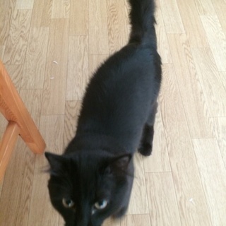 ブラックのモフモフ猫！