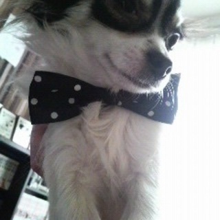 レイ♂チワワです