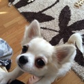 可愛いチワワ