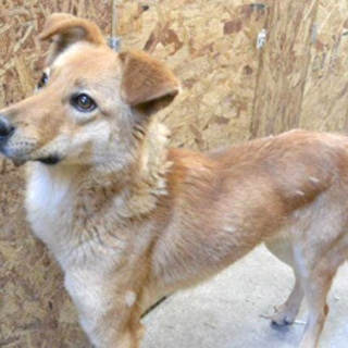 mix♀ レナちゃん