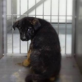 ◆キラキラお目目の男の子　くろっちー（仮名）◆