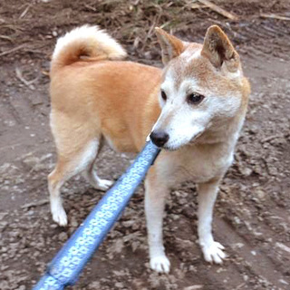 遺棄事件の生き残り ラッキーガール 柴犬♀ アキコ