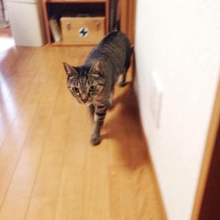 キジトラ３才可愛い男の子です。