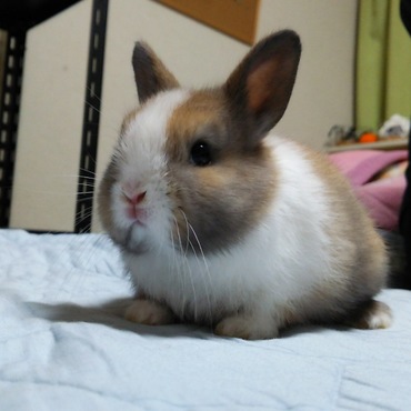 大人顔負けの走りを見せてくれます