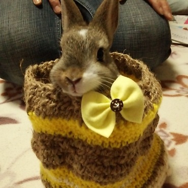 ブロークンの里親三がつくってくださったかご！ぴったりです！