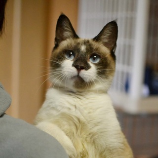 ブルーアイ美男ルンバ