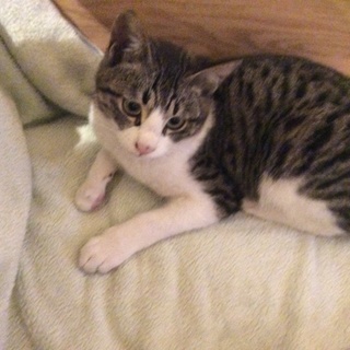 人懐こくヤンチャな猫です。