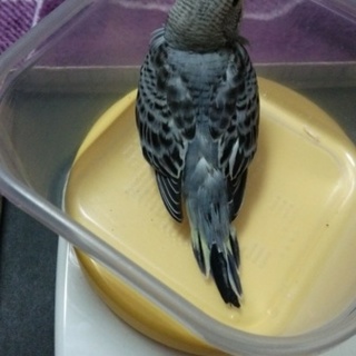 有難うございました。