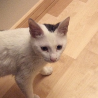 模様がユニークな“白玉”ちゃんです。