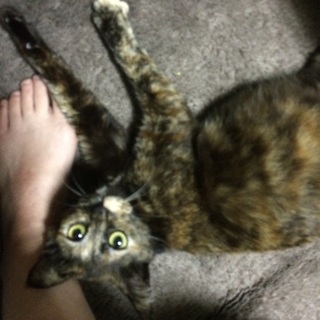 10ヵ月猫 人が大好きな女の子です。