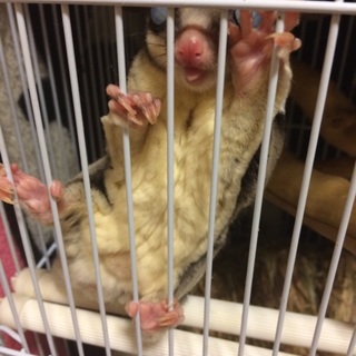 フクロモモンガ ♂