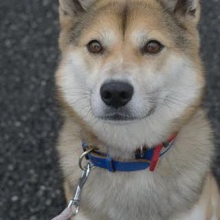 りりしいいけワン　かずま君