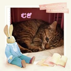 「里親さんちのベランダ猫ちゃんをＴＮＲ」サムネイル2