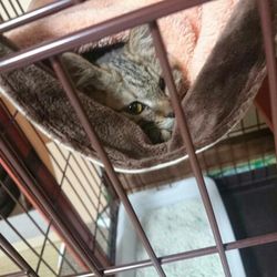 「里親さんちのベランダ猫ちゃんをＴＮＲ」サムネイル3