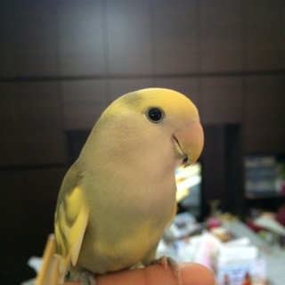 コザクラインコ里親募集