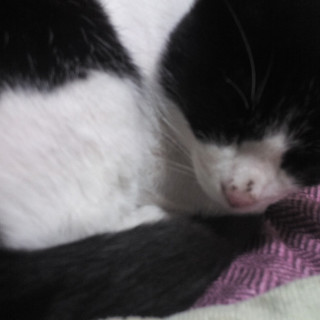 人懐っこいおとなしい猫の里親募集です