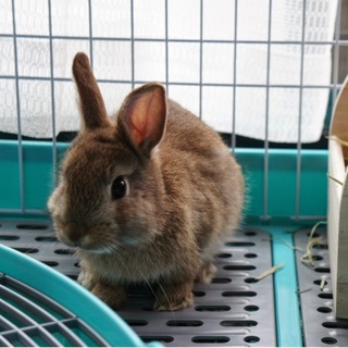 無事に里親が見つかりました！