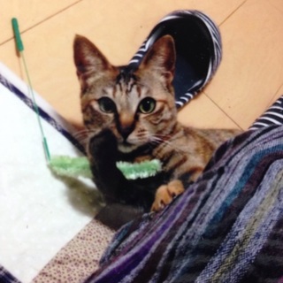 体小さめの女の子♡遊んでもらうのが大好き！