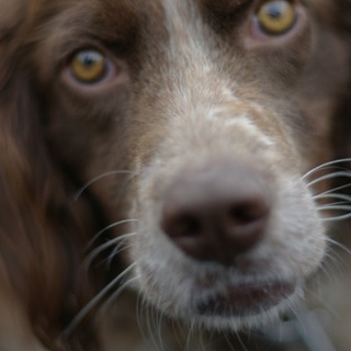 毛並みの美しいイケメンセッターエディ君