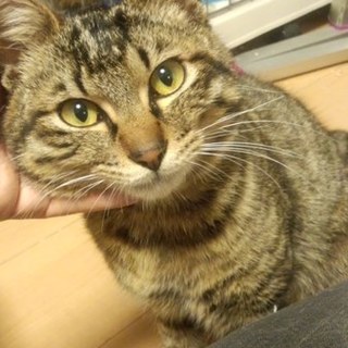 穏やかな性格のカツオ君です。