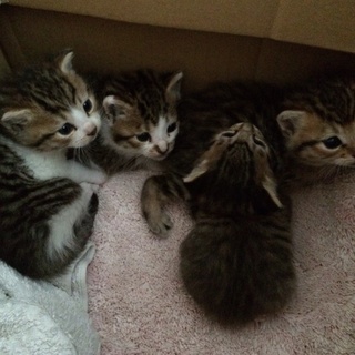 4匹とも引き取り先が決定しました！