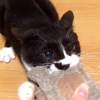 去勢ワクチン済みの人なつっこい子猫です