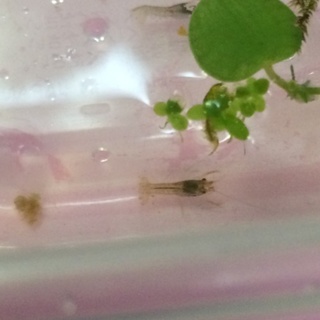 ミステリークレイフィッシュの稚ザリ里親募集