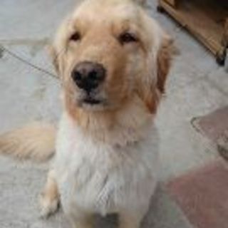 ゴールデン・レトリバーの里親様募集です